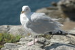 La mouette