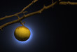 Citron lumieux