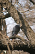 City Birds