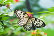 beautiful butterfly beautiful butterfly