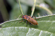 soldier beetle
