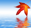 Stock Photo: Colorful Sycamore Leaf Dipped in water
