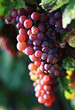 raisin dans le vignoble