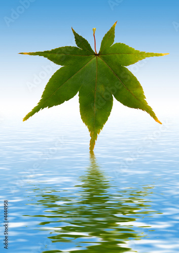sycamore leaf dipped in rendered water