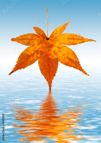 Yellow Sycamore leaf dipped in water