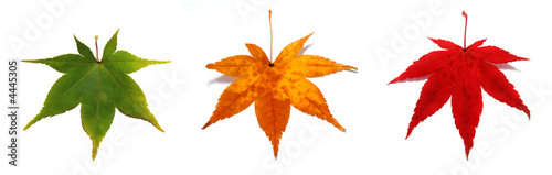 Maple Leaves Changing Season - Composite of three photos