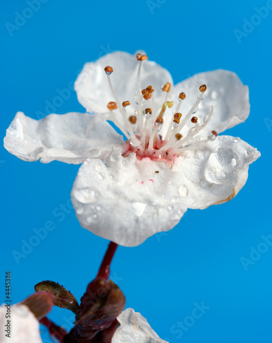 Cherry Blossom - Great water drop detail - deep blue background