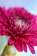 Purple Flower Purple Flower