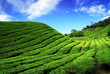 Bahrat Tea Plantation