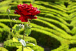 The Rose Garden