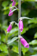 Foxglove Foxglove
