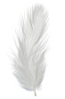 Foto: feather feather