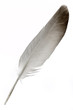 feather