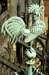 Prague Cock