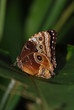 The Butterfly Effect The Butterfly Effect