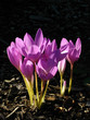 Beautiful flower (Colchicum Speciosus) Beautiful flower (Colchicum Speciosus)