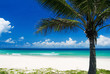 Palm tree on a tropical beach Palm tree on a tropical beach