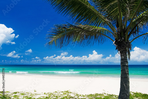 Photo: Palm tree on a tropical beach Palm tree on a tropical beach