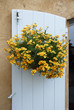 fleurs et volet