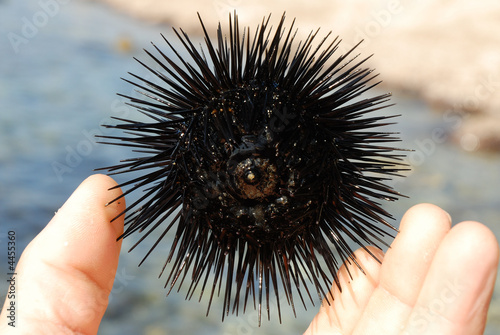 See Igel