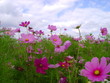 fleurs champètres