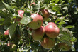 Pommes