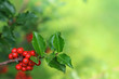 Holly Branch