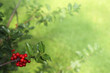 Holly Branches