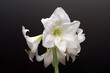 orchidée fleur