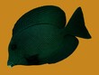 Black Surgeonfish on Gold