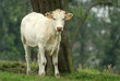 Vache «La Charolaise» Vache «La Charolaise»