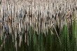 Swamp
