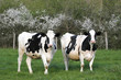 deux vaches
