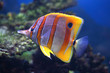 Colourful Sixspine butterfly-fish floats in an aquarium