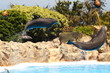 Leaping Dolphins