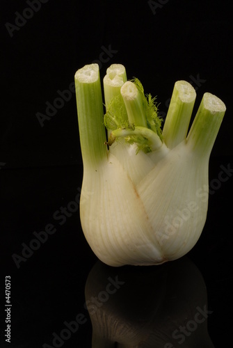 finocchio finocchio