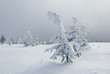 Winter trees