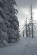 Winter in mountains
