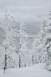 Winter trees