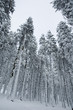 Winter trees