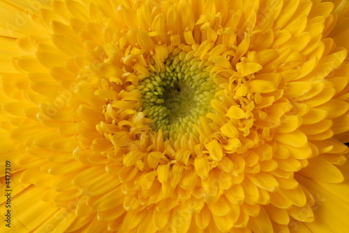 fiore dettaglio fiore dettaglio