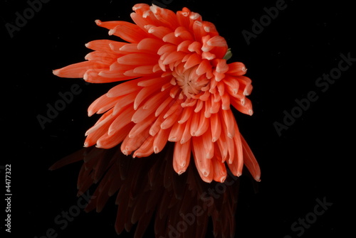 fiore