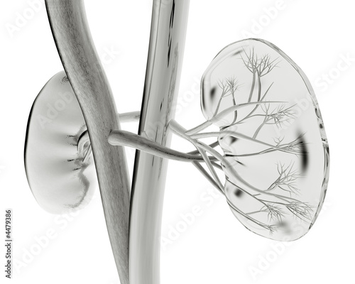 Illustration: Kidney X-ray Kidney X-ray