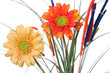 gerbera