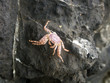 crab1