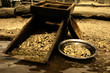 looking for gold