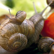 snail