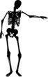Skeleton Skeleton