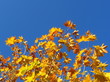 maple
