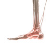 Foot Pain X-ray